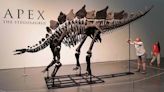 Se subastó el fósil de dinosaurio más caro de la historia - Diario Hoy En la noticia