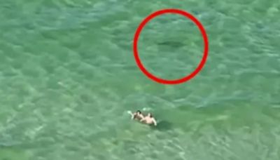Watch as tourists scream 'SHARK' at clueless swimmers as predator circles them