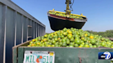 New research aims to revitalize Florida's citrus industry