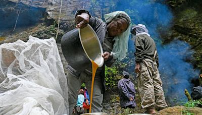 Mudança climática ameaça coleta e alavanca preço de 'mel alucinógeno' do Himalaia, sensação na web; entenda