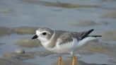 Sunbathers might be booted off Jersey Shore beach in proposal to protect birds