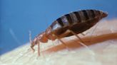 Fears for SECOND bed bug outbreak in UK grow as expert callouts rise in Paris