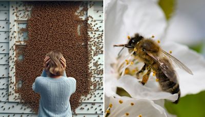 Niña dice que escucha un monstruo en la pared y resulta ser un panal con 50 mil abejas