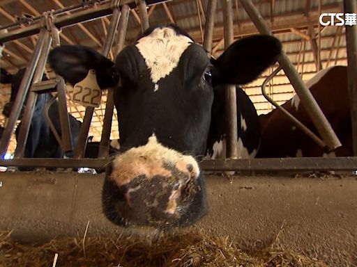美國爆乳牛禽流感疫情 累計3起「牛傳人」病例