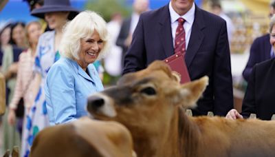 Camilla laughs as Jersey cows get frisky during royal visit