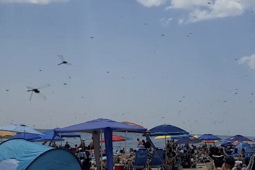 ‘I’ve never seen anything like it’: Videos show swarms of dragonflies invading R.I. beach - The Boston Globe