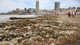 La playa Bristol amaneció tapizada de unos extraños organismos marinos: qué son