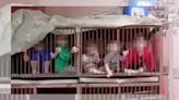 Fact Check: Here's What We Know About Video Supposedly Showing Children in 'Chicken Coop Cages' in Israel-Hamas Conflict