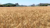 國產小麥栽種面積達2065公頃 (圖)