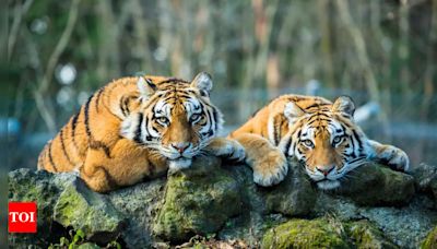 Explained: Why there are no tigers in Africa | - Times of India