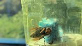 Asian hornet hotspots revealed - as experts warn of UK infestation