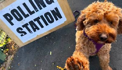 General Election can only mean one thing, dogs at polling stations!