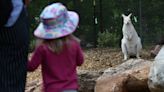 Walk with wallabies, kangaroos at Denver Zoo’s brand-new $7.8 million habitat