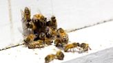 Las abejas son vitales para “cuidar los ecosistemas y asegurar la producción de alimentos”