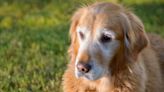 Senior Golden Retriever's 'Excited Whines' Over His Tiny Stuffed Animals Are Irresistible