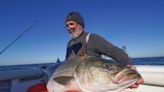 His book is an ode to striped bass. This Rhode Island native is worried about their future. - The Boston Globe