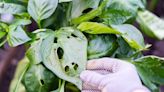 5 signs that you have a pest problem in your vegetable garden — and what they could be