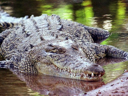 La Policía australiana busca a una niña desaparecida tras nadar en un río infestado de cocodrilos