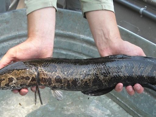 Maryland to rebrand snakehead to 'Chesapeake Channa' to encourage people to eat the fish