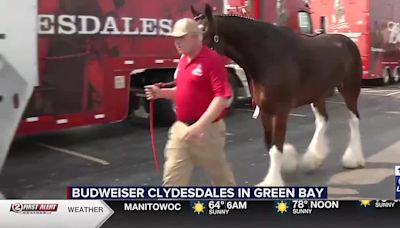 Budweiser Clydesdales make beer deliveries along Holmgren Way as part of Green Bay tour