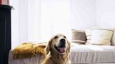 How to Get Rid of Dog Smell in Your House Fast: 8 Quick and Effective Tips