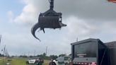 Vídeo: crocodilo gigante pega 'carona' em caminhão garra no Texas
