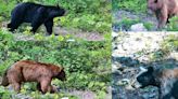 Bears in the North Cascades: What you should know if you spot one