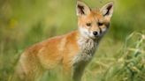 Gardeners told 85p kitchen staple will keep foxes away