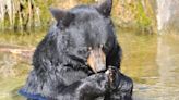 Trail Cam Captures Touching Video of Bear Taking Outdoor Bath After Terrible Injury