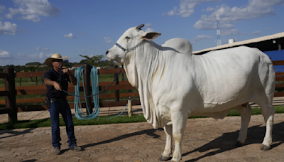Brazil unveils $4 million supercow, twice as meaty as others of her breed