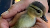 Ducklings rescued from Middletown storm drain