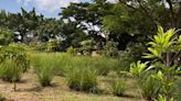 Paseo Orégano: Un bosque urbano que comenzó en un basurero