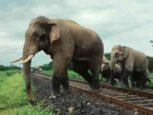 Wild elephant strays into Totapara tea estate of Jalpaiguri and ravages shop, houses