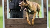 Stray puppy found wandering streets near Heathrow Airport becomes hero police dog