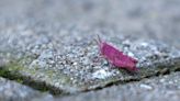 #TheMoment a family adopted a rare pink grasshopper