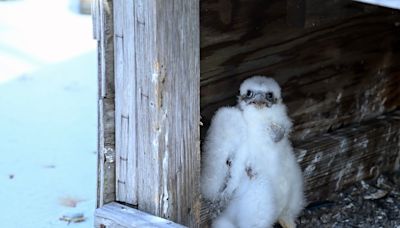 Baby falcons hatch atop Verrazzano-Narrows Bridge; MTA shares adorable photos