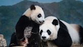 The National Zoo in Washington, D.C., to return giant pandas to China. What you need to know.