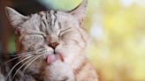 Why Do Cats Lick Themselves? There Are Many Reasons