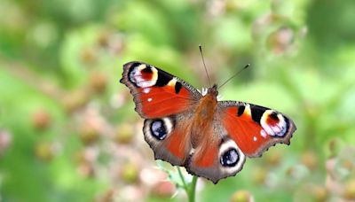 Where are all the butterflies? - UK butterfly numbers reach all-time low