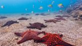 Starfish are walking heads with their buttholes pointed to the sky, study reveals