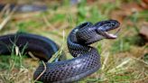 Ce serpent de jardin est le plus dangereux pour vous, faites attention !