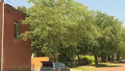 New Lynchburg tree initiative will plant 250 trees
