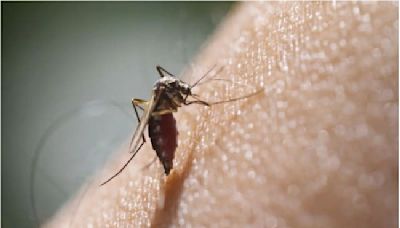 Reduce Your Risk Of Dengue This Monsoon By Following These Precautionary Tips