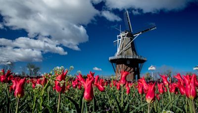 Tulips, tater tots and traditions: What to do in West Michigan this weekend