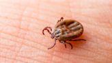 Lyme Disease Isn't the Only Tick-Borne Illness—Here's What Else You Need to Look Out For