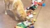 Shelter Dogs Overwhelmed with Excitement as They're Allowed to Pick Out Their Own Christmas Present