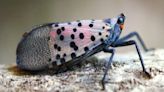 Invasive spotted lanternfly found in Monroe County: What to know