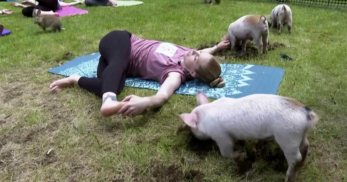 Three little piggies at a yoga class = maximum happiness