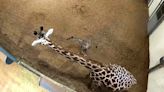 Seneca Park Zoo Giraffe Diagnosed with Cancer Gives Birth to Calf