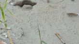 Kemp’s ridley sea turtle nests 1st in 75 years in Louisiana